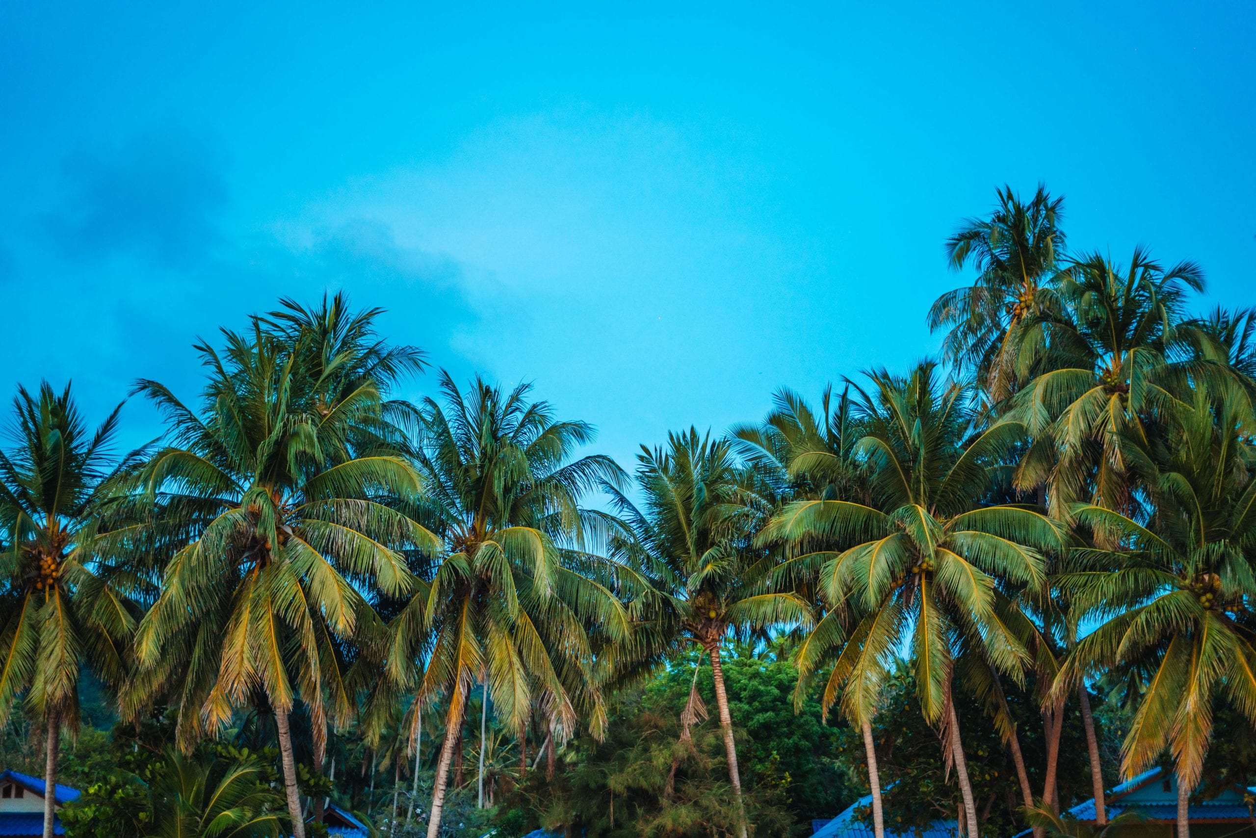 The main strip on Koh Tao, where most of the practical stops are