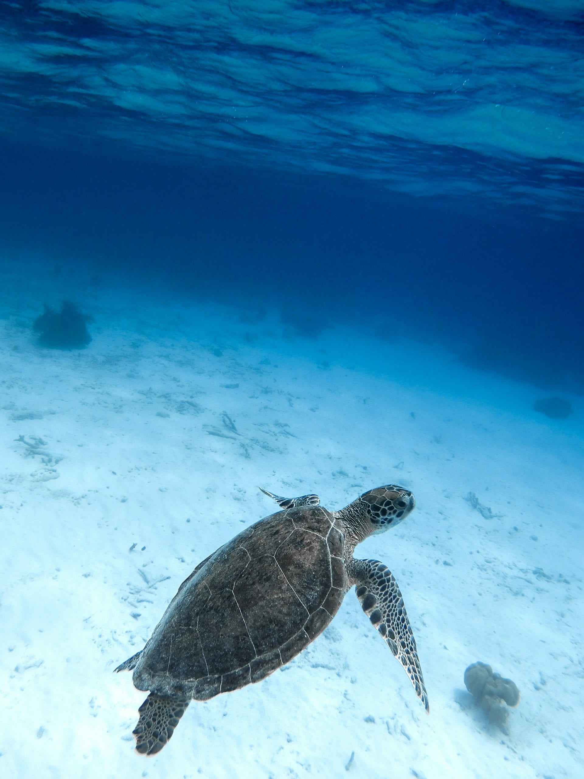 A turtle resting on the sand in shallow water off Koh Tao