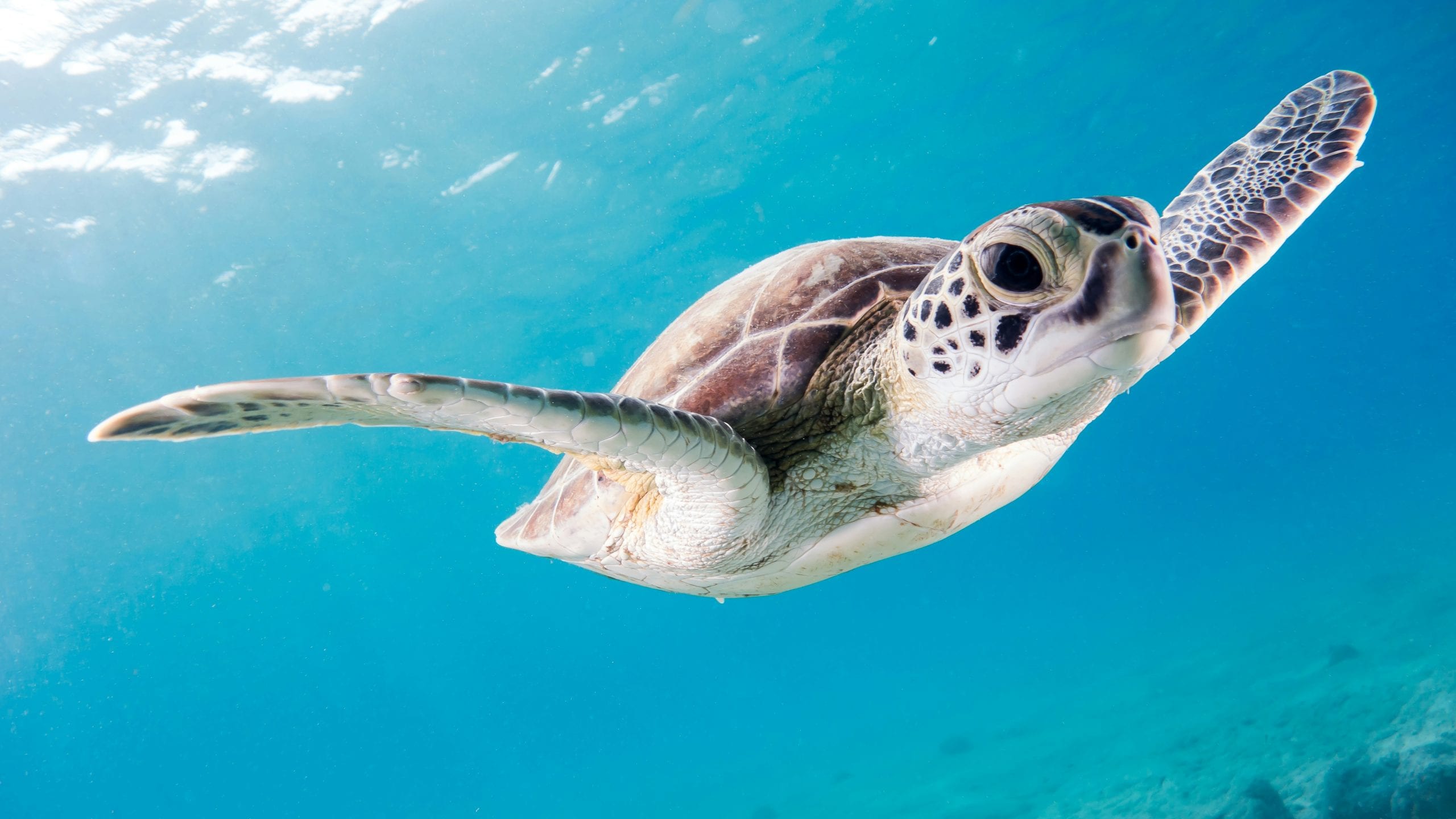 A green turtle in open water off Koh Tao