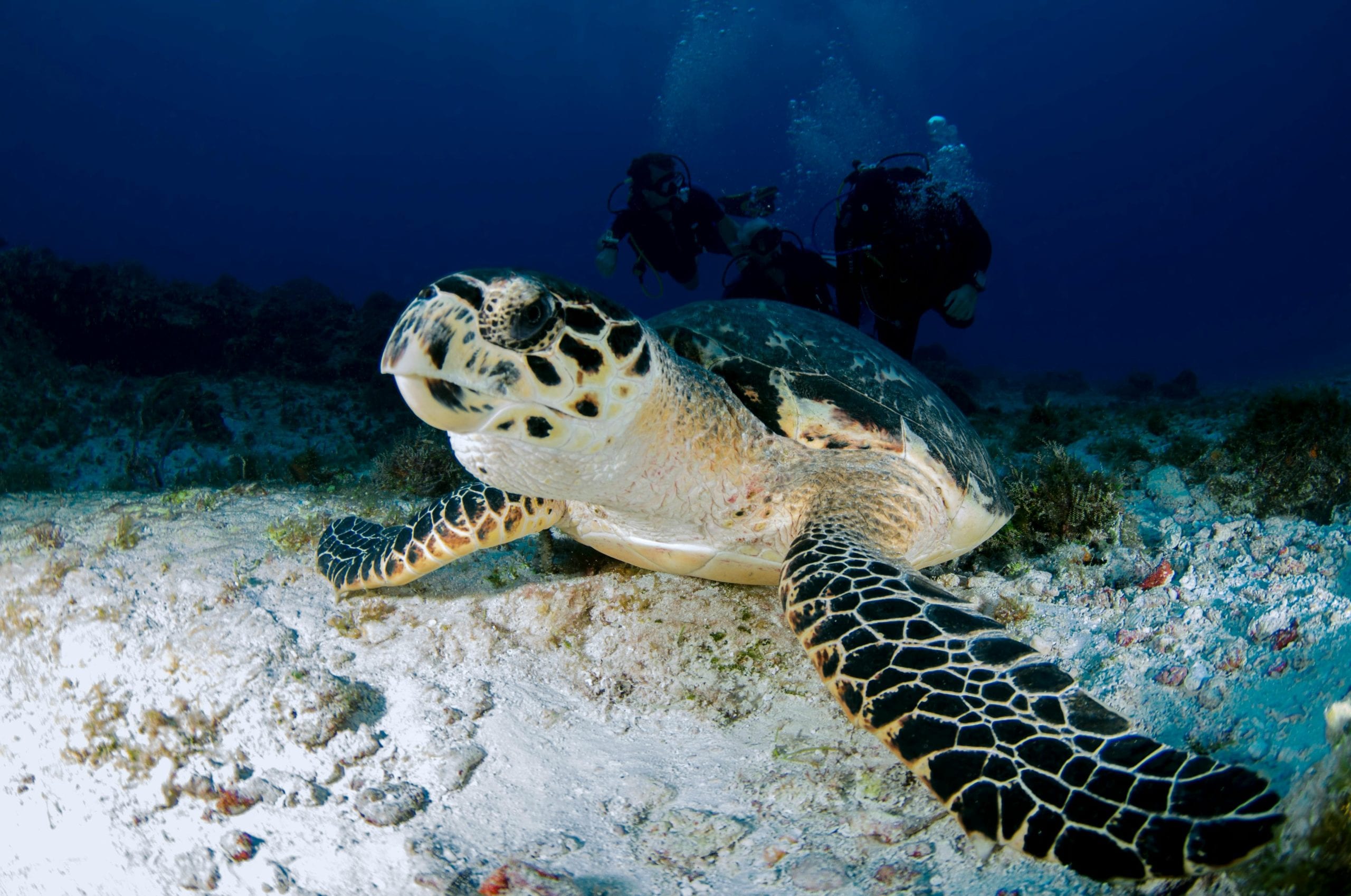 A green turtle on the seabed with divers behind it