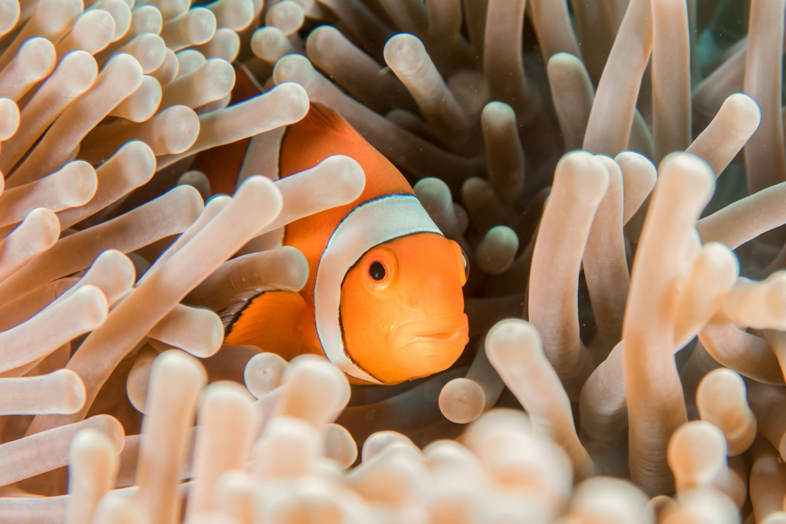 A clownfish in its anemone, visible from the surface on Koh Tao